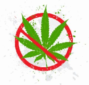 выращивание марихуаны кодекс